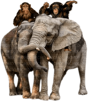 Kaz_Creations Elephants Elephant Monkeys - png gratuito