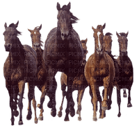 horse. horses bp - darmowe png