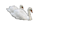 swans - Nemokamas animacinis gif