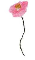 Flower Poppies - darmowe png