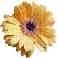 Kaz_Creations Colours Deco Flower - png gratis