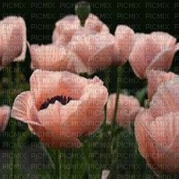 fond floral  bp - gratis png