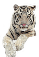 tiger katrin - бесплатно png