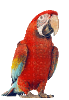 perroquet-tropique-parrot-sun - GIF animé gratuit