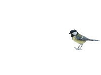 chantalmi oiseau bird mésange tit - GIF animado grátis