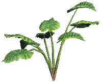 plants anastasia - GIF animado gratis