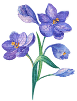 flowers  Bb2 - 免费PNG