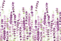 lavender Bb2 - Free PNG