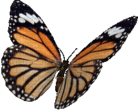 All  my butterflys - Ilmainen animoitu GIF