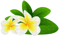 white flowers  Bb2 - Free PNG