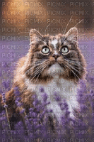 Background Lavender Cat - Бесплатни анимирани ГИФ