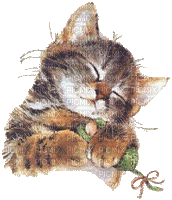 cat mouse chat  souris - GIF animé gratuit