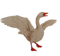 Nina duck - GIF animado gratis