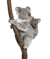 Koala - bezmaksas png
