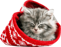 Kaz_Creations Cats Cat Kittens Kitten - darmowe png