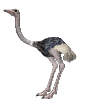 Ostrich - Nemokamas animacinis gif