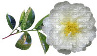 kukka, fleur, flower - Free PNG