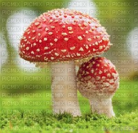 Toadstool - δωρεάν png