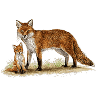 Fox - фрее пнг