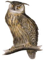 Kaz_Creations Owls Owl Birds Bird - png ฟรี