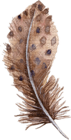 brown feather Bb2 - darmowe png