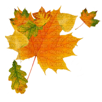 Autumn Leaves - 免费PNG