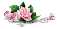 Deco Pink Rose - png grátis