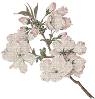 Blossom Branch - ücretsiz png
