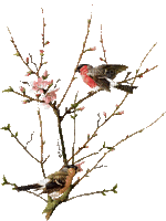 bird*kn* - Безплатен анимиран GIF