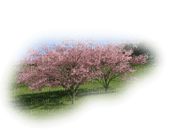 paysage-tree-pink - бесплатно png