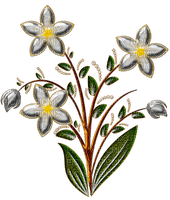 dekor virág - png grátis