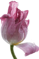 Tulpe, rosè - ücretsiz png
