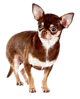 Chihuahua - kostenlos png
