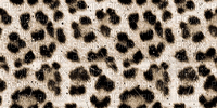 emo scene cheetah - 無料のアニメーション GIF