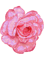 pink rose - GIF animate gratis