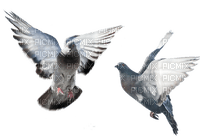 palomas - PNG gratuit