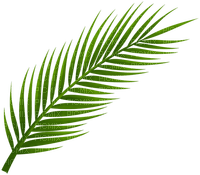 palmowy liść - nemokama png