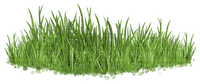 bush grass green deco - PNG gratuit