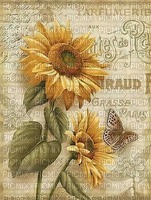 sunflowers - ilmainen png