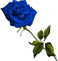 róża - δωρεάν png