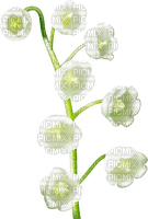 Lily of the Valley - png ฟรี