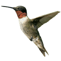 hummingbird - gratis png