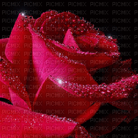 RED ROSES gif BG rouge rose fond