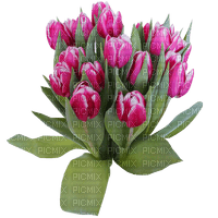 Tulips - png ฟรี