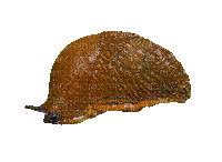 spanish slug fat mode - Безплатен анимиран GIF