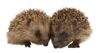 Kaz_Creations Hedgehogs - PNG gratuit