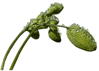 branche fleurie - darmowe png