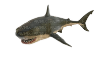 shark, haikala - PNG gratuit