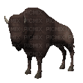bison - Gratis animerad GIF