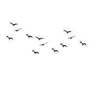 birds flying - darmowe png